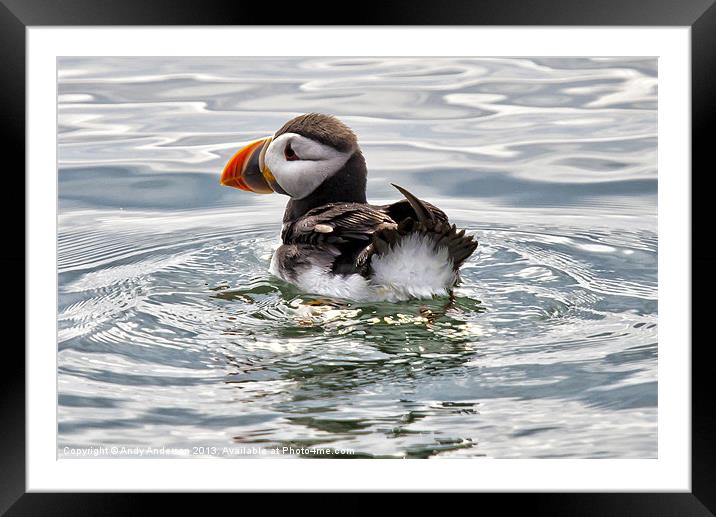 Young Puffin on Firth of Forth Framed Mounted Print by Andy Anderson