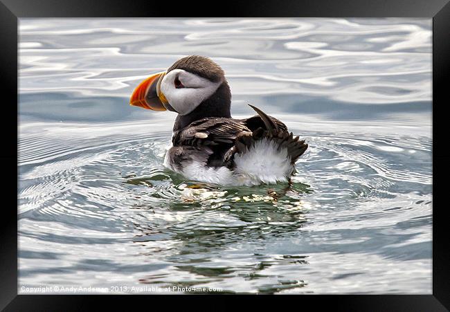 Young Puffin on Firth of Forth Framed Print by Andy Anderson