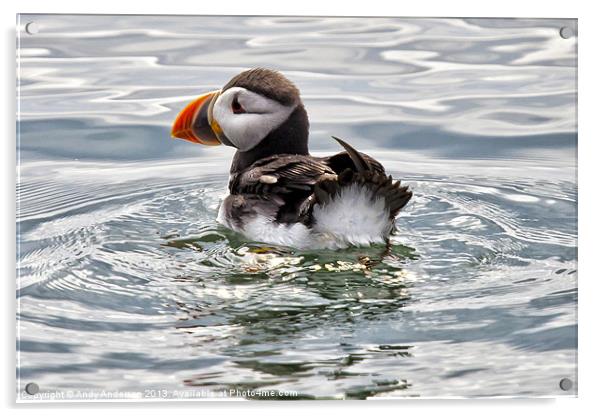 Young Puffin on Firth of Forth Acrylic by Andy Anderson