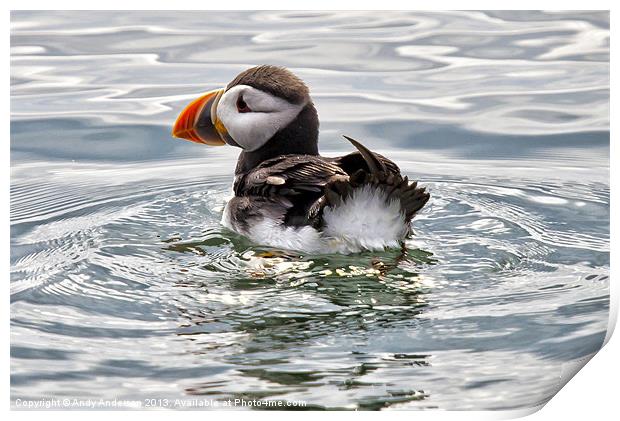 Young Puffin on Firth of Forth Print by Andy Anderson