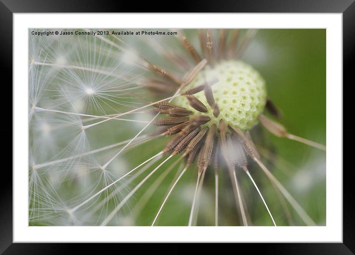 Dandelion Seeds Framed Mounted Print by Jason Connolly