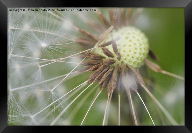 Dandelion Seeds Framed Print by Jason Connolly