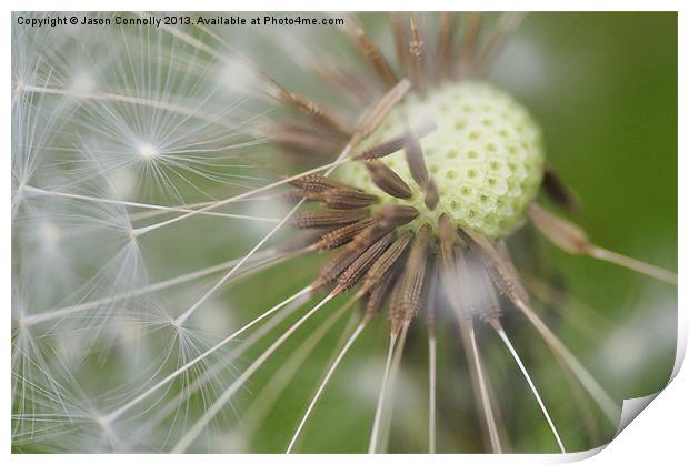 Dandelion Seeds Print by Jason Connolly