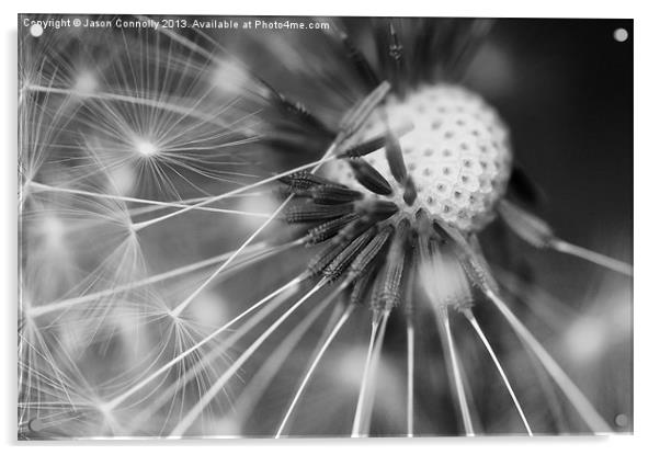 Dandelion Seeds Acrylic by Jason Connolly
