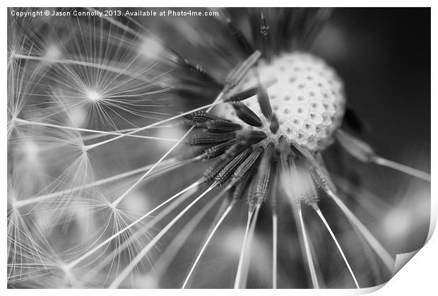 Dandelion Seeds Print by Jason Connolly