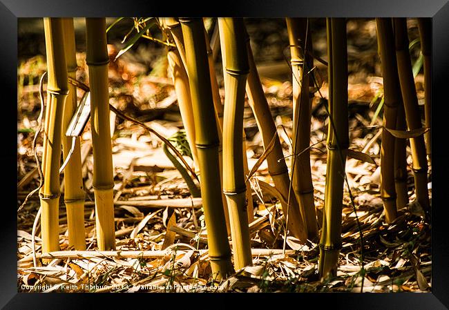 Bamboo Cane Framed Print by Keith Thorburn EFIAP/b