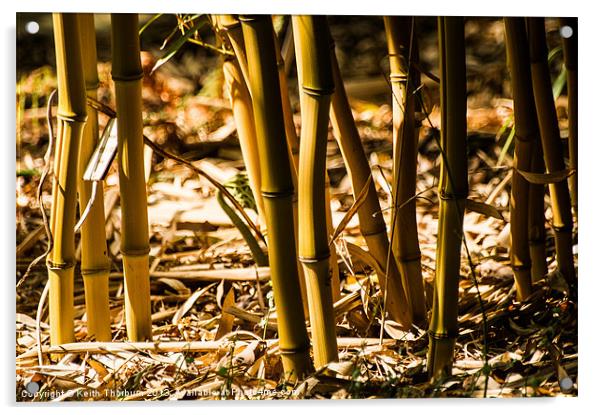 Bamboo Cane Acrylic by Keith Thorburn EFIAP/b