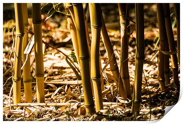 Bamboo Cane Print by Keith Thorburn EFIAP/b