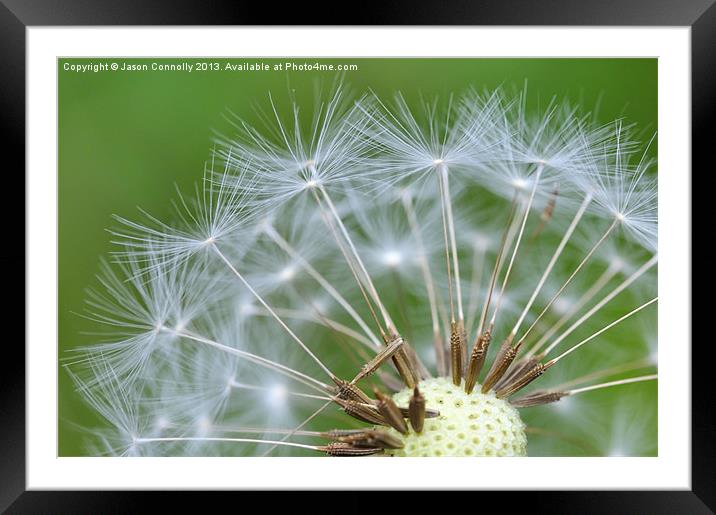 Dandy Seeds Framed Mounted Print by Jason Connolly