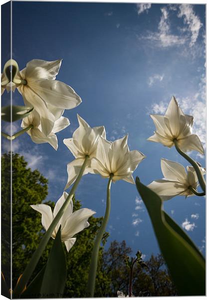 Tulips from the Ground Canvas Print by Keith Thorburn EFIAP/b