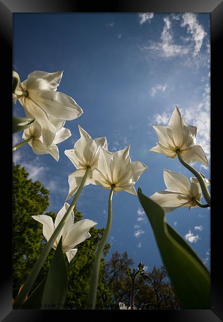 Tulips from the Ground Framed Print by Keith Thorburn EFIAP/b