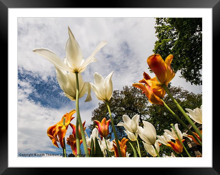 Tulips from the Ground Framed Mounted Print by Keith Thorburn EFIAP/b