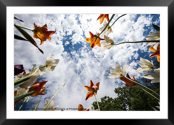 Tulips from the Ground Framed Mounted Print by Keith Thorburn EFIAP/b