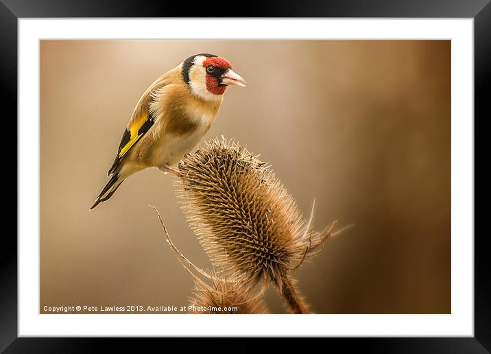 Goldfinch (Carduelis carduelis) Framed Mounted Print by Pete Lawless
