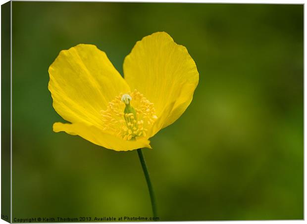 Buttercup Canvas Print by Keith Thorburn EFIAP/b