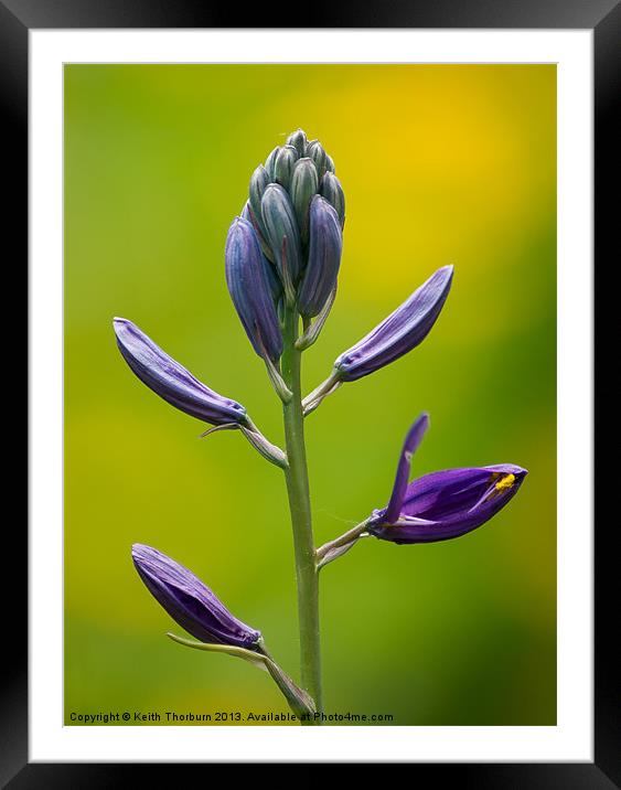 Purple Flower Framed Mounted Print by Keith Thorburn EFIAP/b