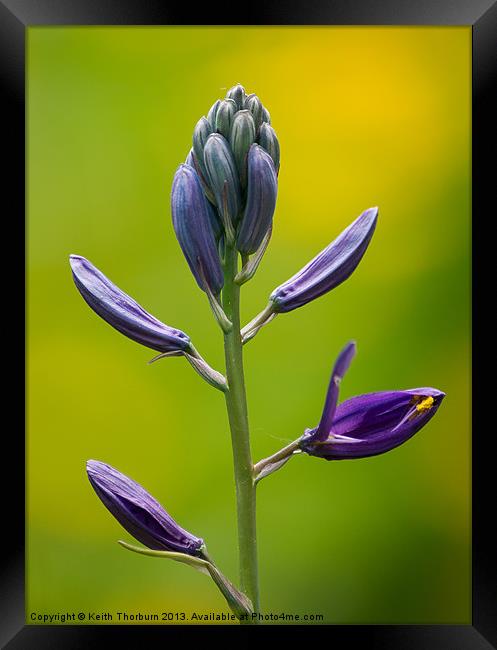 Purple Flower Framed Print by Keith Thorburn EFIAP/b