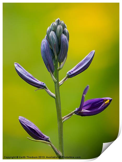 Purple Flower Print by Keith Thorburn EFIAP/b