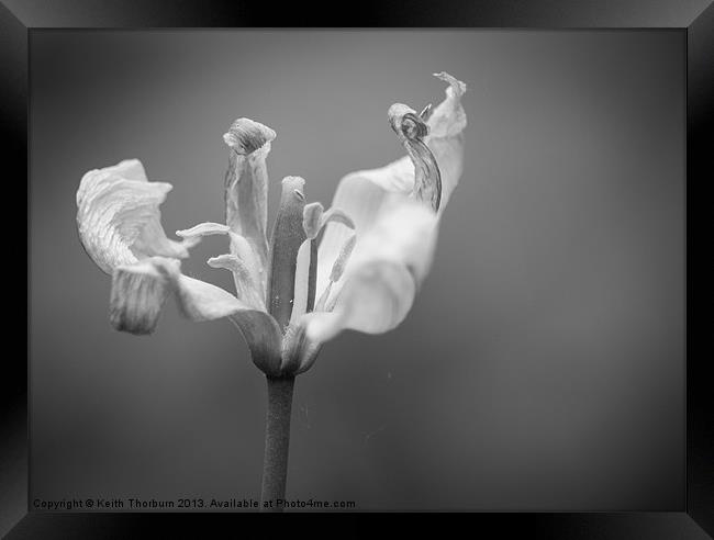 Black and White Flower Framed Print by Keith Thorburn EFIAP/b