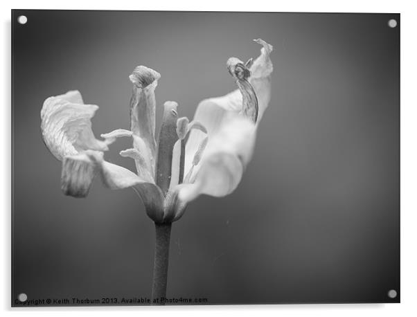 Black and White Flower Acrylic by Keith Thorburn EFIAP/b