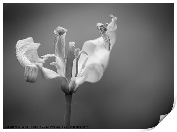 Black and White Flower Print by Keith Thorburn EFIAP/b