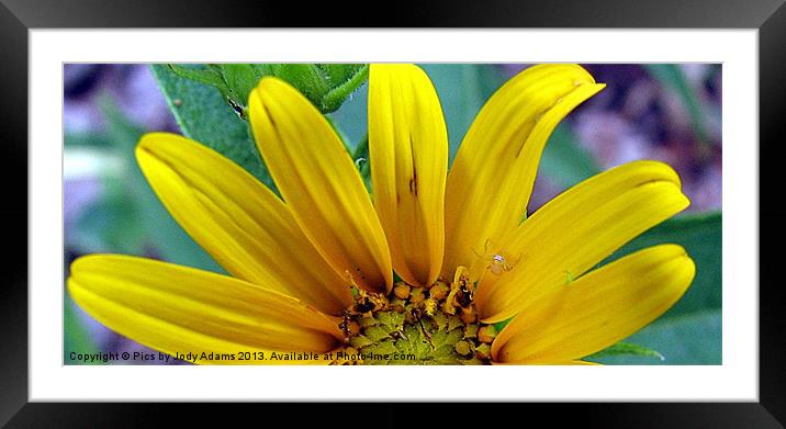 Busy Spider Framed Mounted Print by Pics by Jody Adams