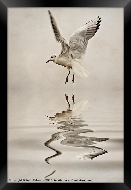 Black-headed gull Framed Print by John Edwards