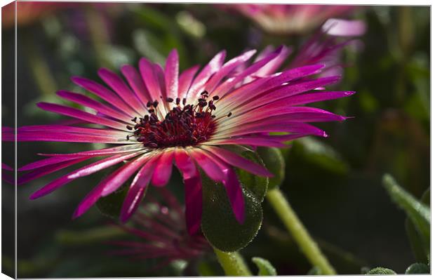 Mesembryanthemum 2 Canvas Print by Steve Purnell