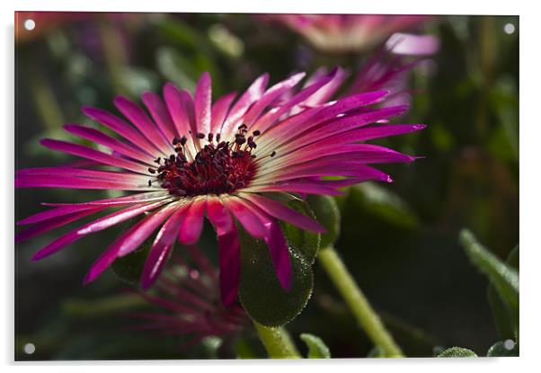 Mesembryanthemum 2 Acrylic by Steve Purnell