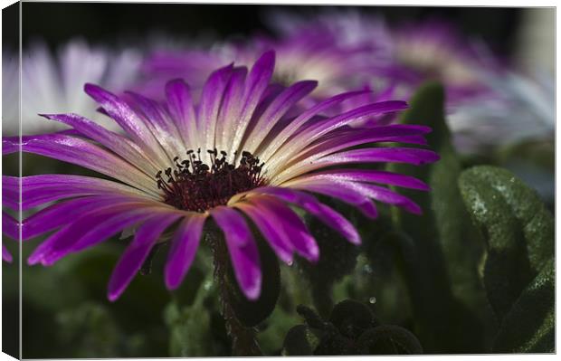 Mesembryanthemum 3 Canvas Print by Steve Purnell