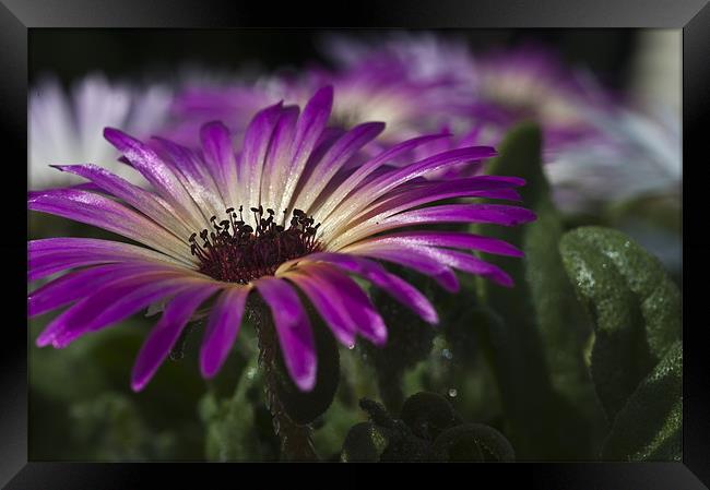 Mesembryanthemum 3 Framed Print by Steve Purnell