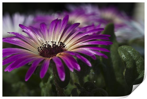 Mesembryanthemum 3 Print by Steve Purnell