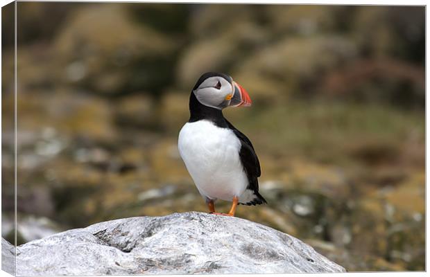 Puffins Canvas Print by Gail Johnson