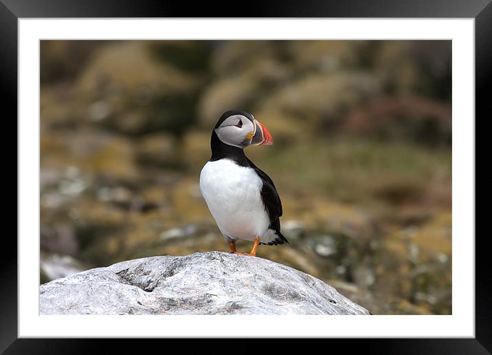 Puffins Framed Mounted Print by Gail Johnson