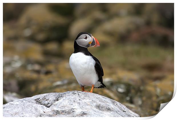 Puffins Print by Gail Johnson