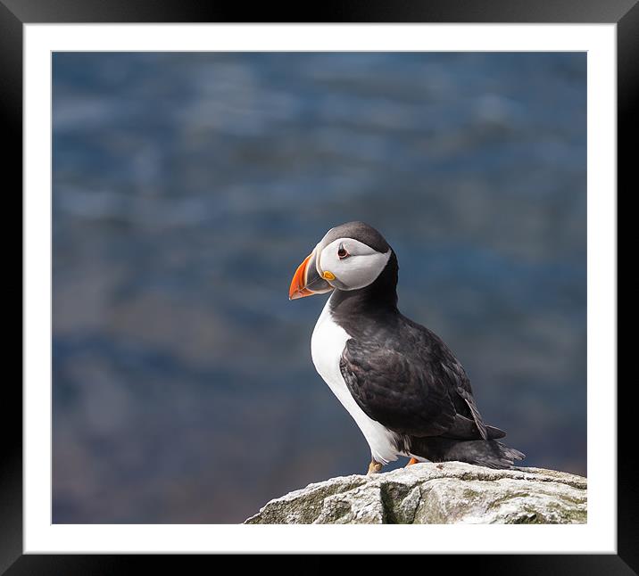 Puffins Framed Mounted Print by Gail Johnson