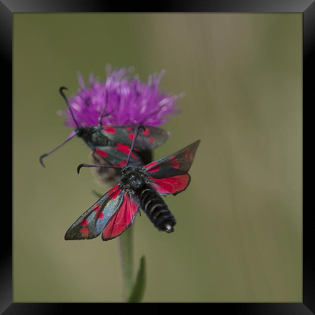 Six Spotted Burnet Moth Framed Print by Nigel Jones