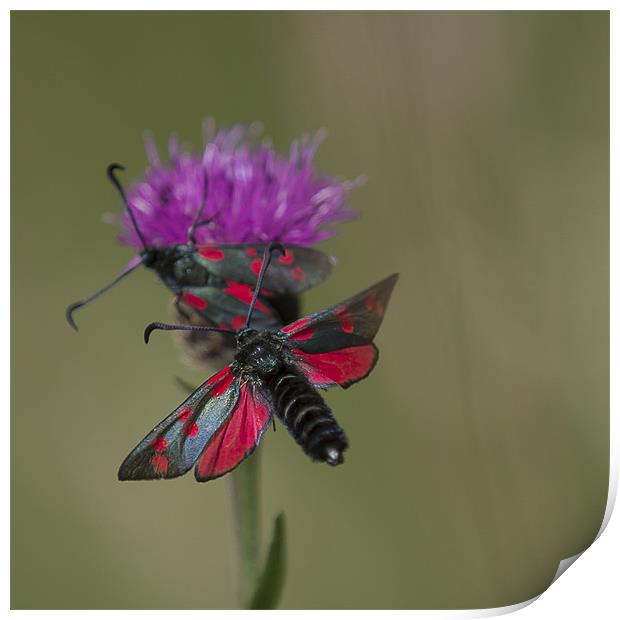 Six Spotted Burnet Moth Print by Nigel Jones