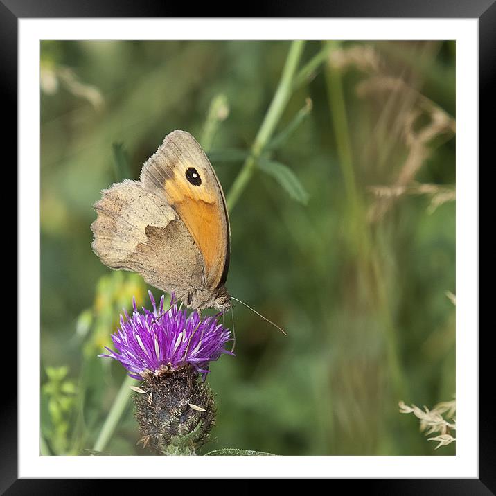 Meadow Brown Butterfly Framed Mounted Print by Nigel Jones