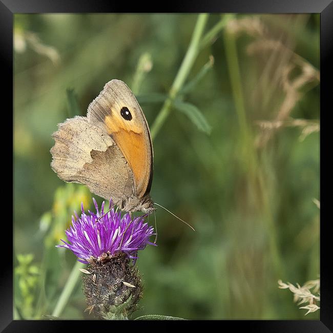 Meadow Brown Butterfly Framed Print by Nigel Jones