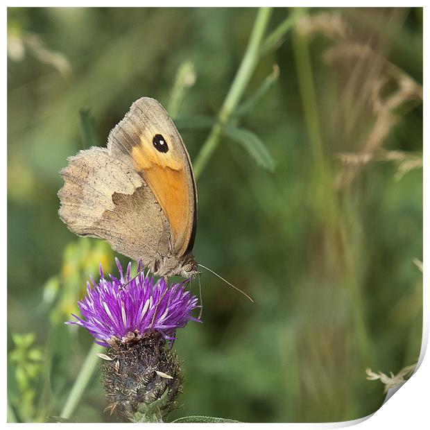 Meadow Brown Butterfly Print by Nigel Jones
