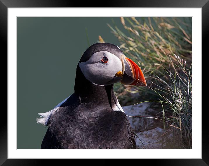 Puffin Framed Mounted Print by Don Davis