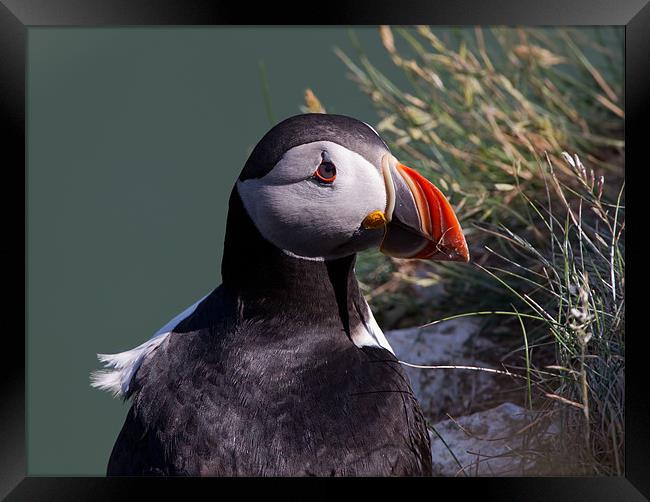 Puffin Framed Print by Don Davis