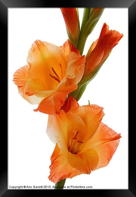 Sunny Gladiolus Framed Print by Ann Garrett