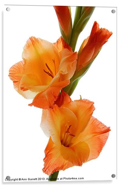 Sunny Gladiolus Acrylic by Ann Garrett