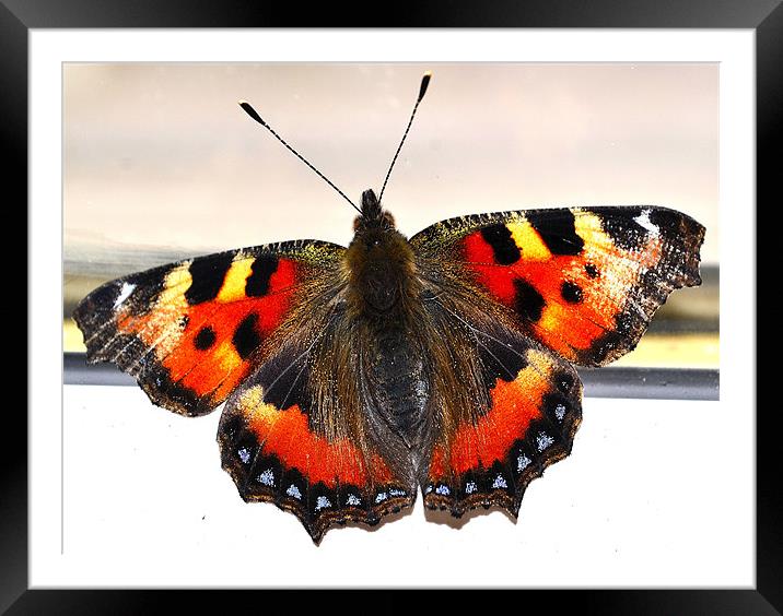 papilio Framed Mounted Print by  
