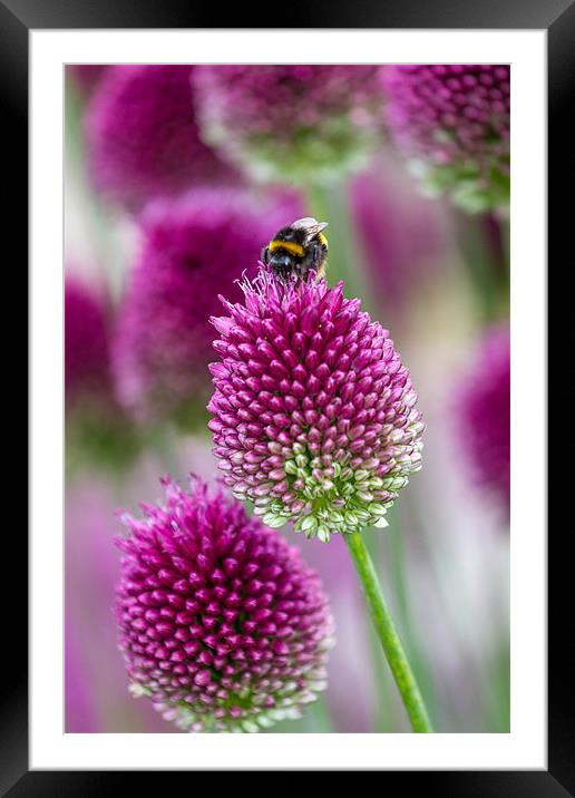 Landing Pad Allium Gladiator Framed Mounted Print by Steven Purcell