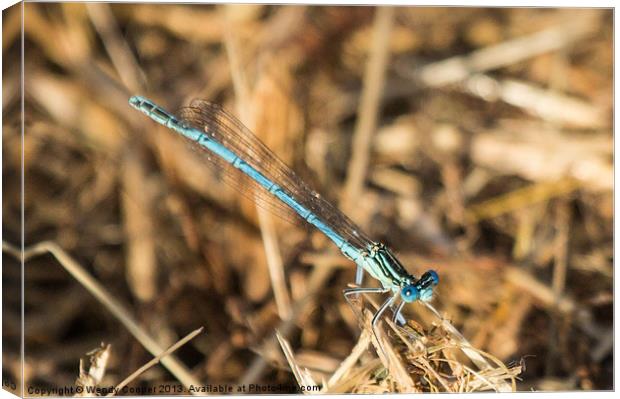 Blue Damselfly Canvas Print by Wendy Cooper