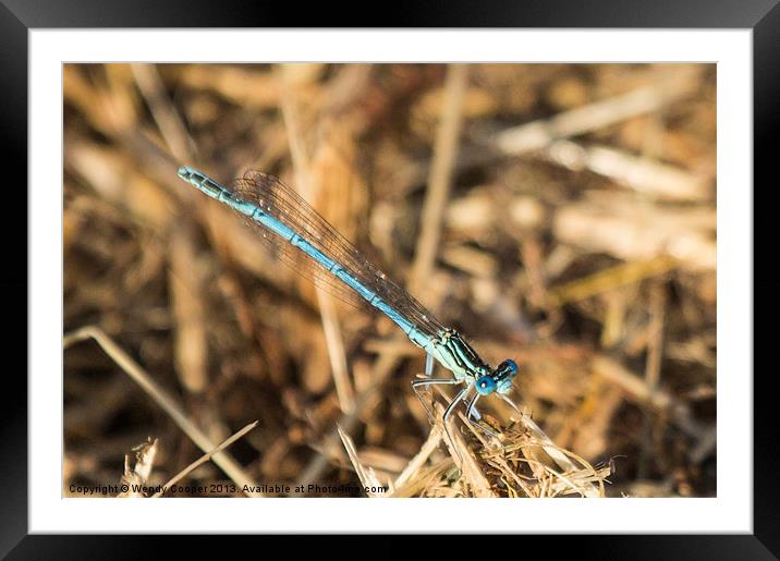 Blue Damselfly Framed Mounted Print by Wendy Cooper