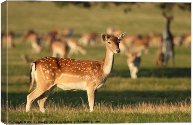 Fallow Deer at Holkham Hall Canvas Print by Wendy Cooper